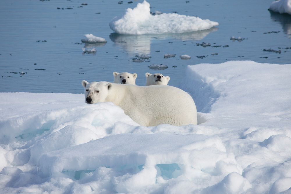 Photo courtesy The Maritime Aquarium at Norwalk To the Arctic IMAX