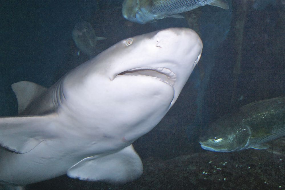 Photo courtesy The Maritime Aquarium at Norwalk lemon shark