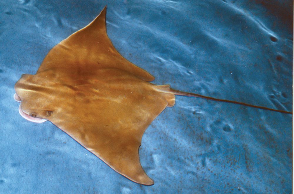 Photo courtesy The Maritime Aquarium at Norwalk stingray in touch pool
