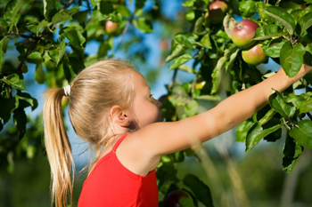 young girl picking apples in an apple orchard; girl picking red apples from a tree; pick your own apple farms in new york