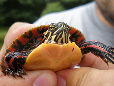 Vote for your favorite animal at the Connecticut Audubon Society Center in Fairfield this month. turtle, colorful