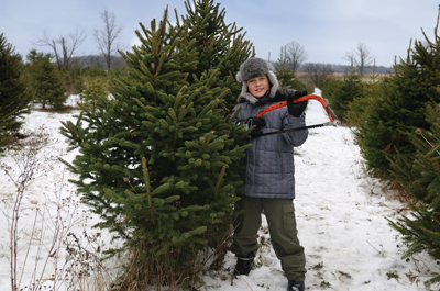 boy cutting down a Christmas tree, evergreen, pine tree