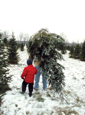 boy and father carrying home a Christmas tree