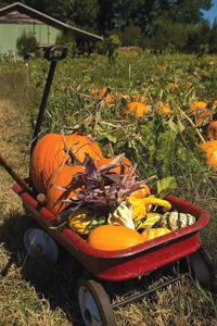 fall pumpkin patch