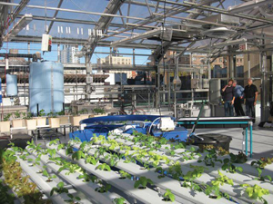 Manhattan School for Children Unveils First Rooftop Greenhouse 