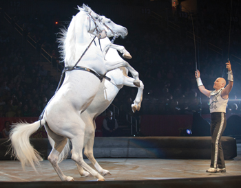 Tabayara Maluenda demonstrates unbridled horsepower in his liberty act. Tabayara Maluenda tames stallions in Ringling Bros. and Barnum and Bailey Circus, Fully Charged