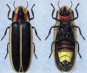 fireflies; lightning bugs