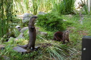 Bert and Edie otters at Stamford Museum and Nature Center