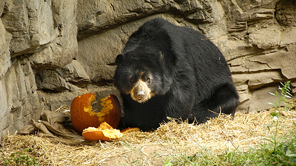 bear with pumpkin at the Queens Zoo Halloween event
