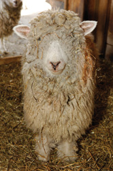 Click for details sheep at Prospect Park Zoo