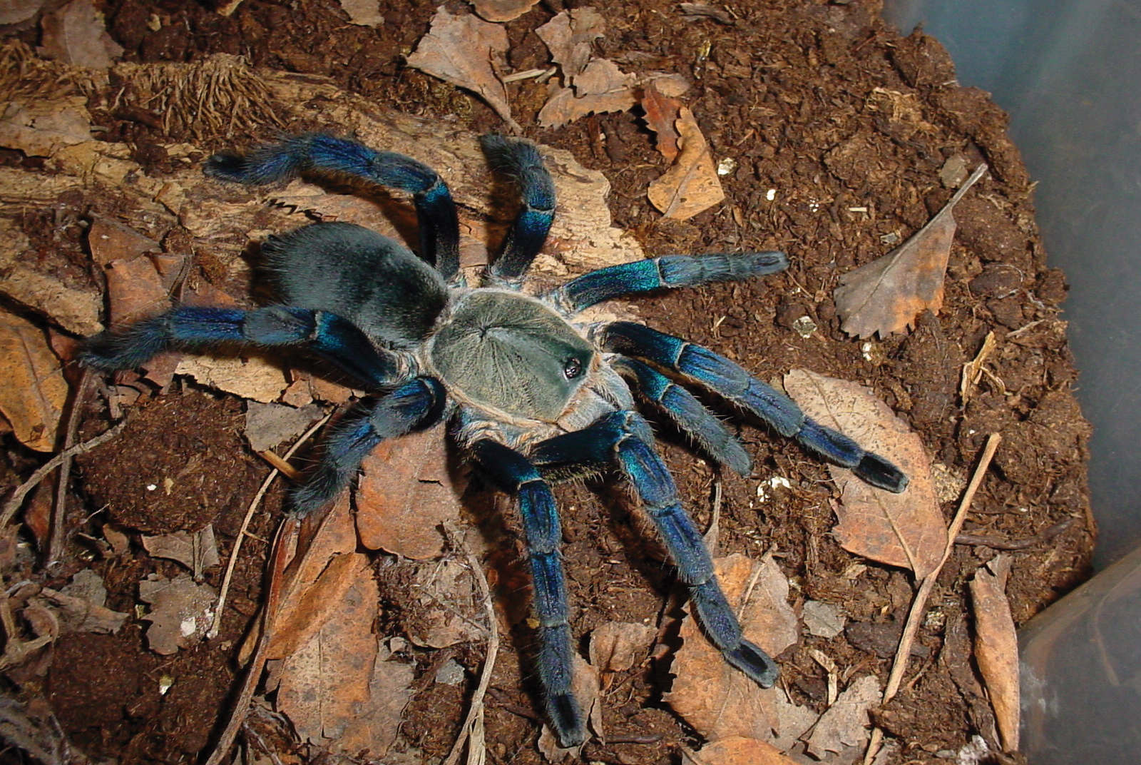 Peacock Tarantula