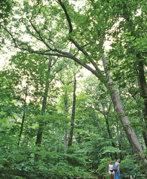 forest at new york botanical garden