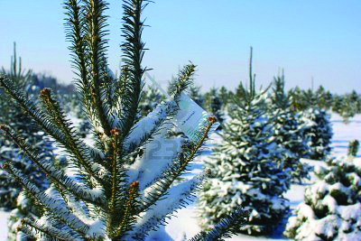 cut your own christmas trees
