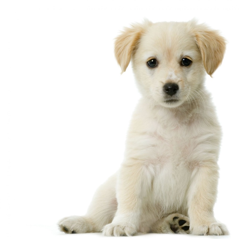 puppy puppy