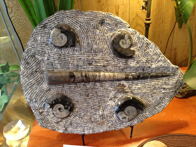Courtesy Jungle Bob's Reptile World orthocera plate at jungle bob's fossil store