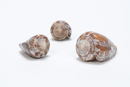 Cone Snail Shells from AMNH's Power of Poison exhibit