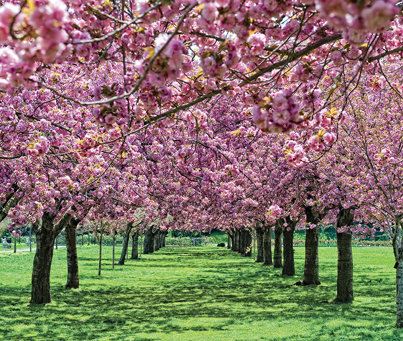 cherry blossom trees at brooklyn botanic garden