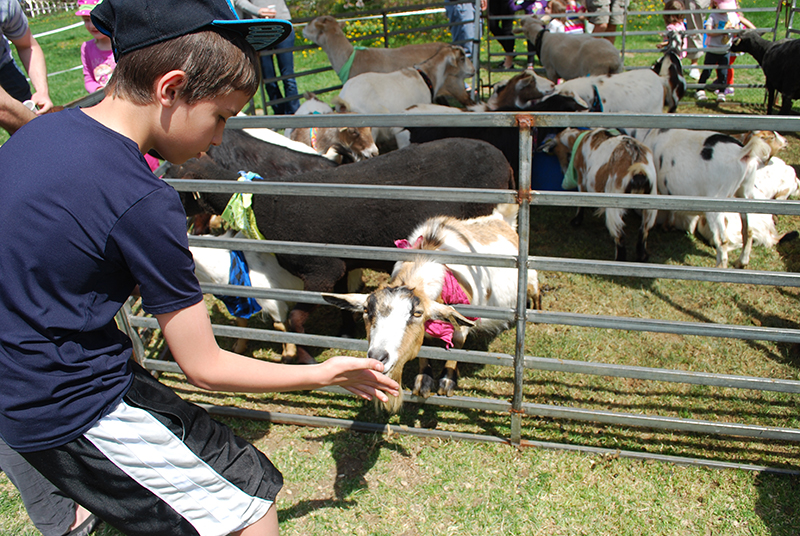 arbor day at planting fields arboretum