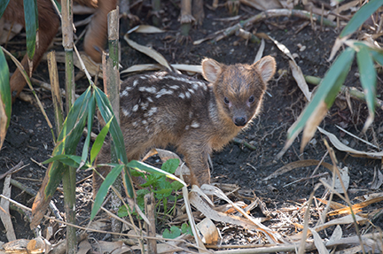 pudu fawn