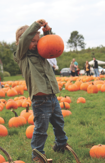 pumpkin_picking_boy pumpkin pick