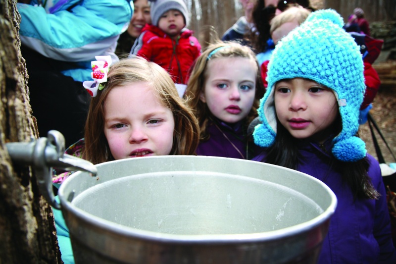 maple_sugaring maple sugaring