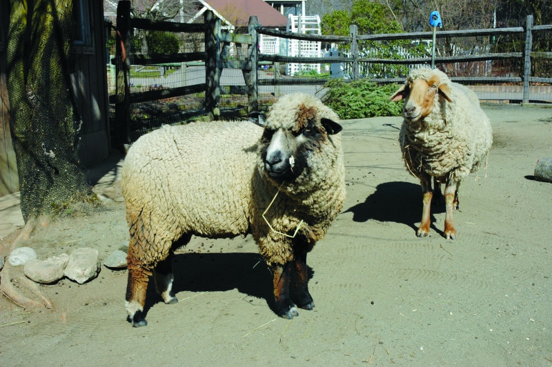 sheap_shearing sheap shearing