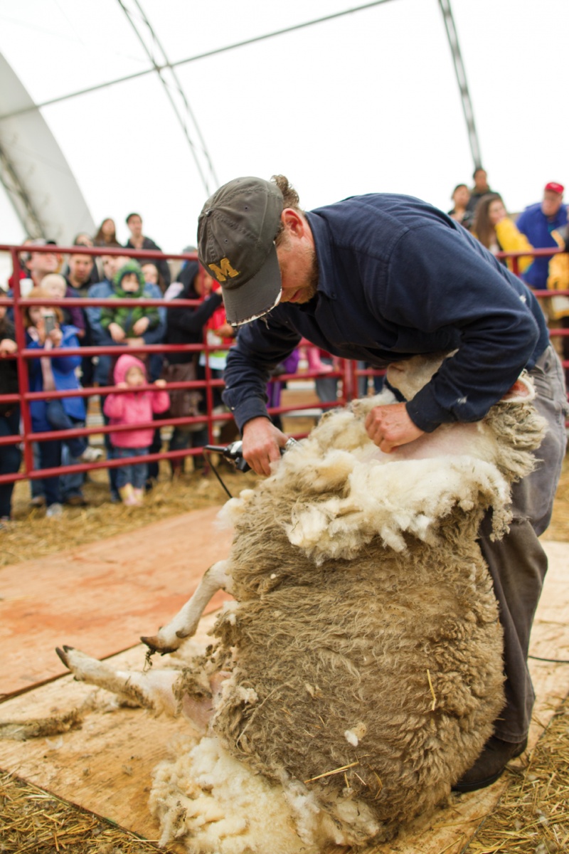sheep shearing at stone barnes center sheep shearing at stone barnes center