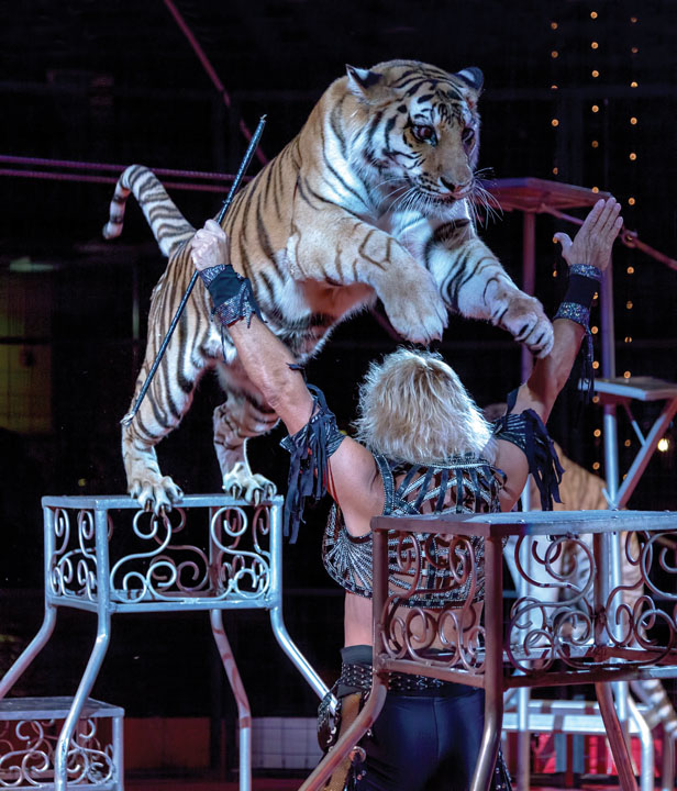 royal hanneford circus royal hanneford circus