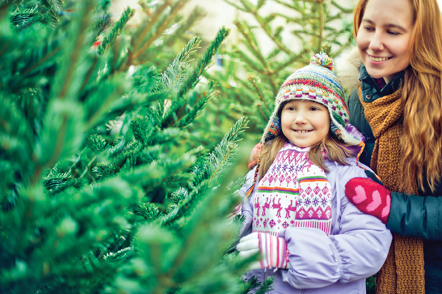 cut your own christmas tree cut your own christmas tree