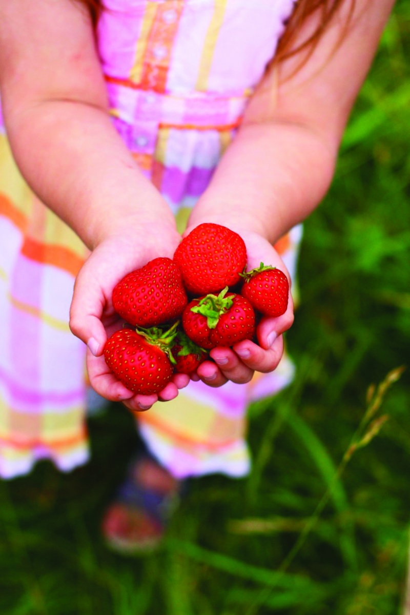 berry_picking strawberries