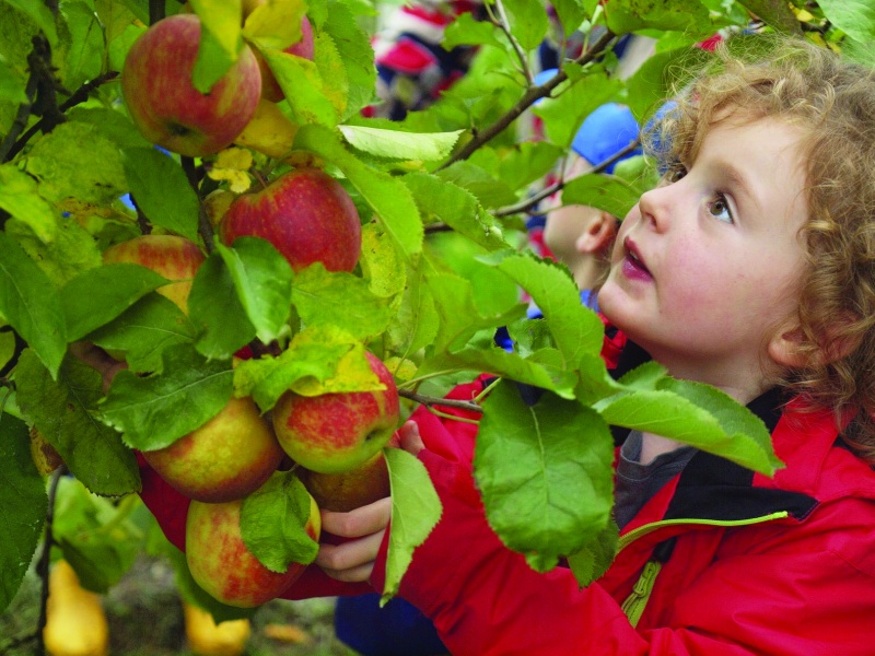apple_picking apple picking