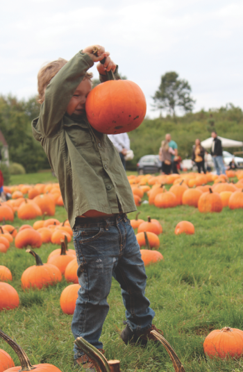 pumpkin_picking_boy pumpkin