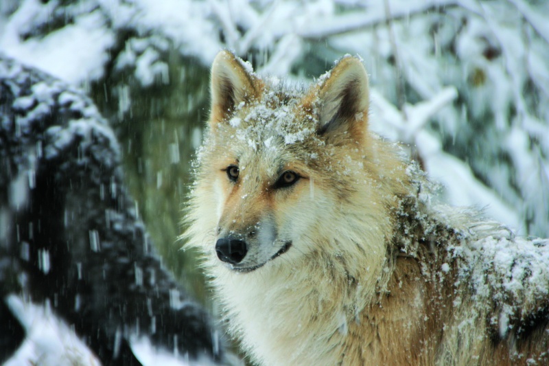 wolf wolf