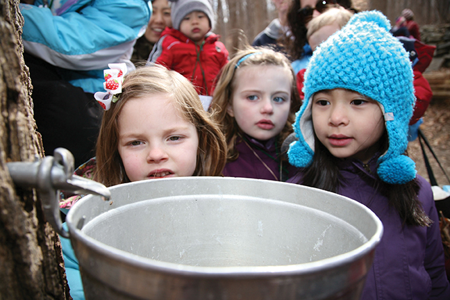 maple sugaring maple sugaring