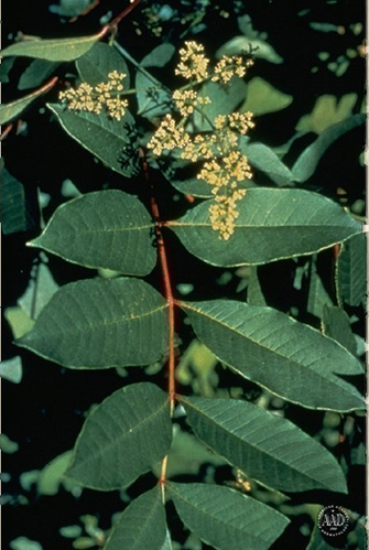 Courtesy American Academy of Dermatology poison sumac plant