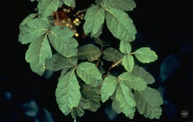 Courtesy American Academy of Dermatology poison oak plant